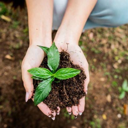 Hände halten eine kleine Pflanze mit Erde, umgeben von Natur.